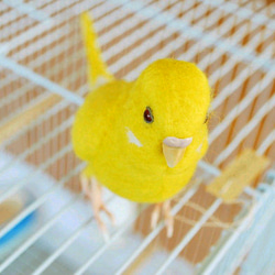 セキセイインコ　黄色　ルチノー　メス　1507312 1枚目の画像