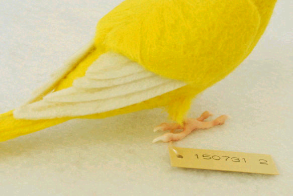 セキセイインコ　黄色　ルチノー　メス　1507312 4枚目の画像