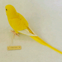 セキセイインコ　黄色　ルチノー　メス　1507312 5枚目の画像