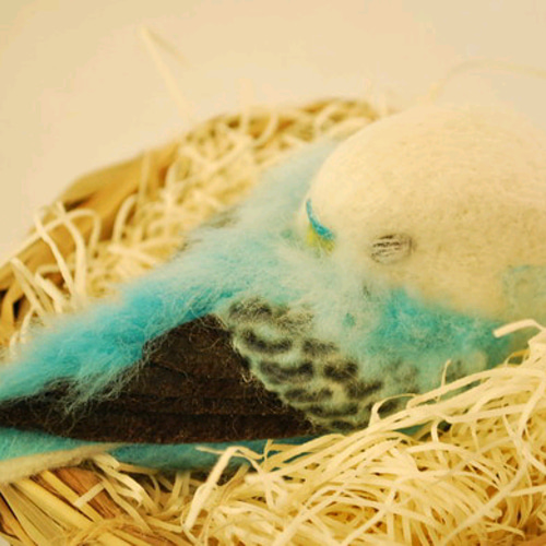 お昼寝 セキセイインコ オパーリン 水色 オス 1508161 その他置物