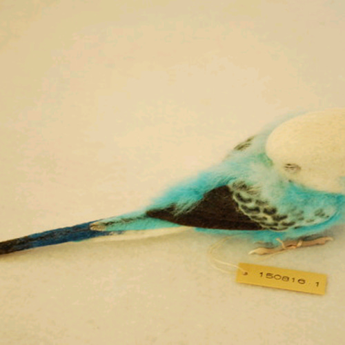 お昼寝 セキセイインコ オパーリン 水色 オス 1508161 その他置物