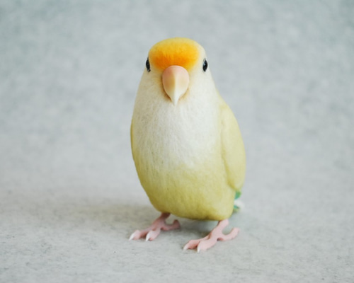 コザクラインコ　剥製 コザクラインコ | インコ・オウム | 鳥類 | 剥製の製作・直売