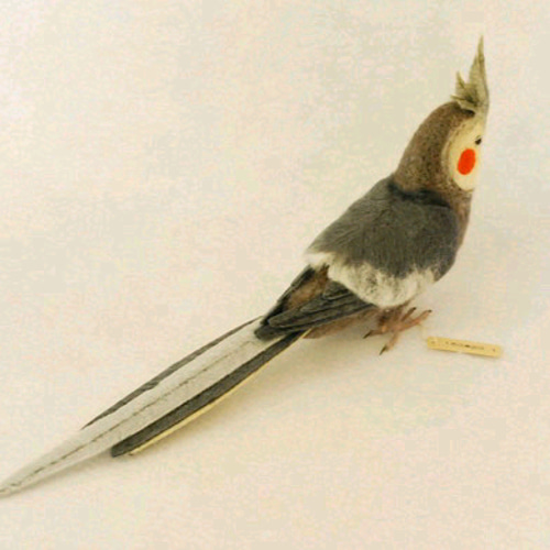 羊毛フェルト　オカメインコ リアル！オカメインコ ノーマル♂ 羊毛フェルト 受注製作 ライフ