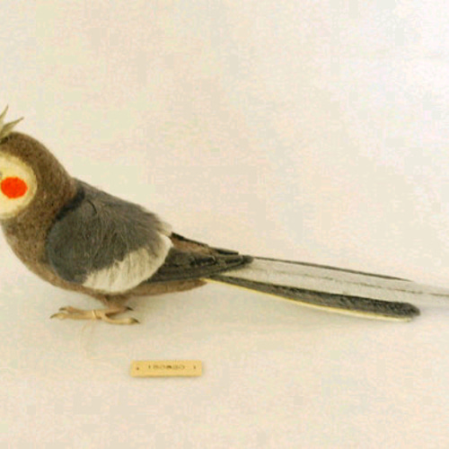 オカメインコ ノーマル オス 1508201 羊毛フェルト Primary Color