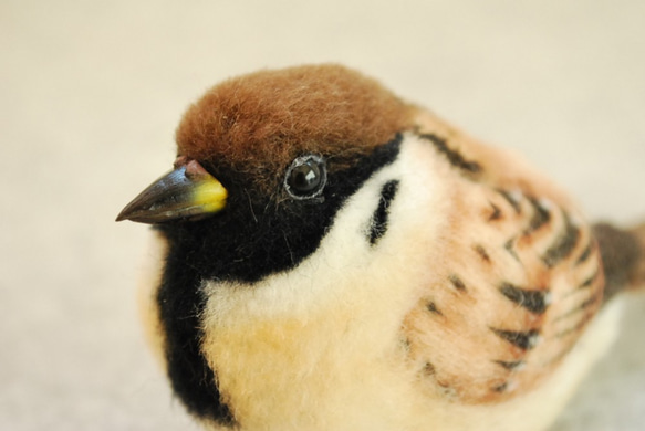 スズメ　雀　冬のスズメ 1706233 3枚目の画像