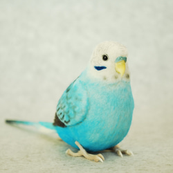 セキセイインコ オパーリン 水色 オス 1609221 羊毛フェルト Primary