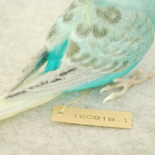 セキセイインコ レインボー オス 1609181 羊毛フェルト Primary