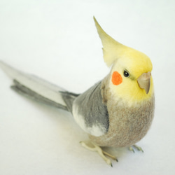 オカメインコ ノーマル オス 1610252 羊毛フェルト Primary Color