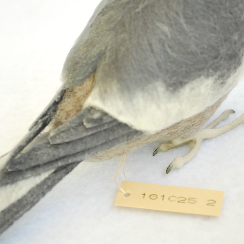 オカメインコ ノーマル オス 1610252 羊毛フェルト Primary Color