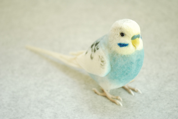 セキセイインコ セキセイインコ 01S-M01 – JEKCA-SHOP