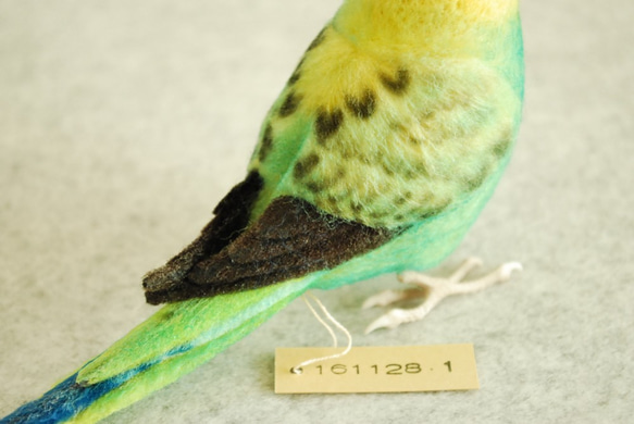 虎皮鸚鵡奧帕林綠色1611281 第5張的照片