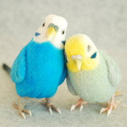 Budgerigar Pair 1703222 1702133 第1張的照片