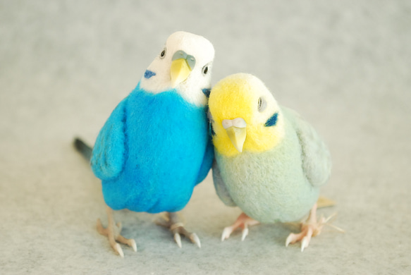 Budgerigar Pair 1703222 1702133 第1張的照片