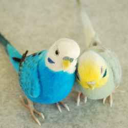 Budgerigar Pair 1703222 1702133 第2張的照片