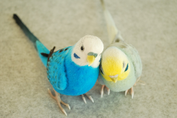 Budgerigar Pair 1703222 1702133 第2張的照片