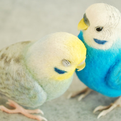 Budgerigar Pair 1703222 1702133 第3張的照片