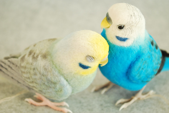 Budgerigar Pair 1703222 1702133 第3張的照片