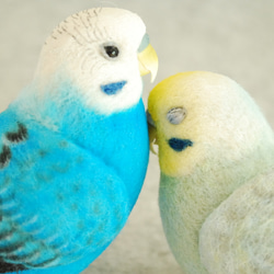 Budgerigar Pair 1703222 1702133 第4張的照片