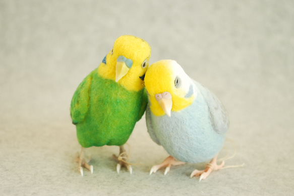 Budgerigar Pair 1702224 1702165 第1張的照片