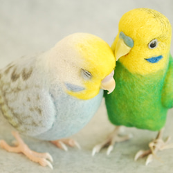 Budgerigar Pair 1702224 1702165 第3張的照片