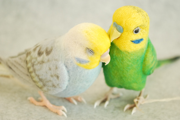 Budgerigar Pair 1702224 1702165 第3張的照片