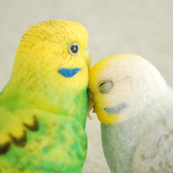 Budgerigar Pair 1702224 1702165 第4張的照片