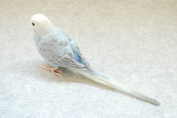 セキセイインコ　ウィング　水色　メス1707074 3枚目の画像