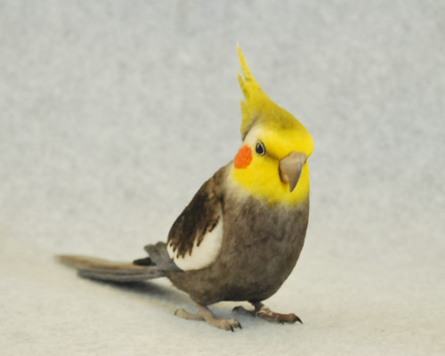 楽天市場】鳥の置物 リアルな オカメインコ グレー ぬいぐるみ