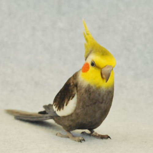 オカメインコ ノーマル オス 1707201 羊毛フェルト Primary