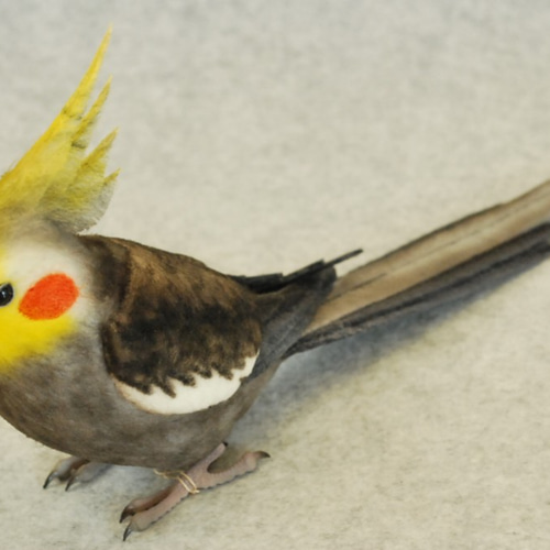 オカメインコ オカメインコ パイド オス 1811262 - プライマリー カラー