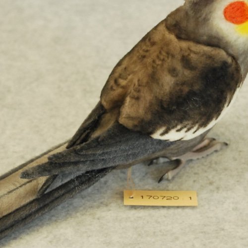 オカメインコ ノーマル オス 1707201 羊毛フェルト Primary Color