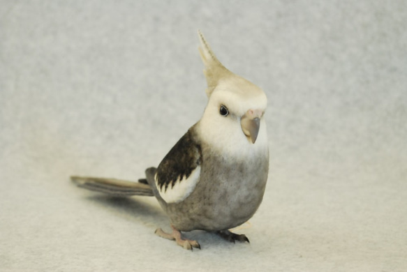 鸚鵡白色的臉1707171 第1張的照片