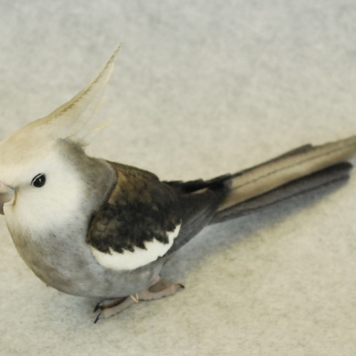 オカメインコ ホワイトフェイス 1707171 羊毛フェルト Primary Color