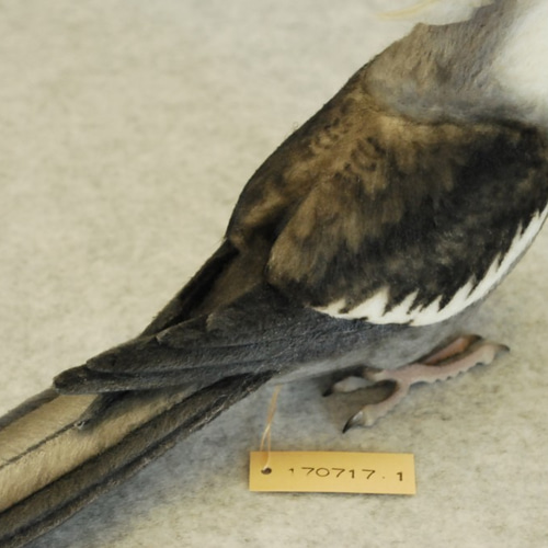 オカメインコ ホワイトフェイス 1707171 羊毛フェルト Primary Color
