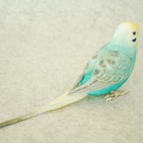 セキセイインコ レインボー オス 1609183 羊毛フェルト Primary Color
