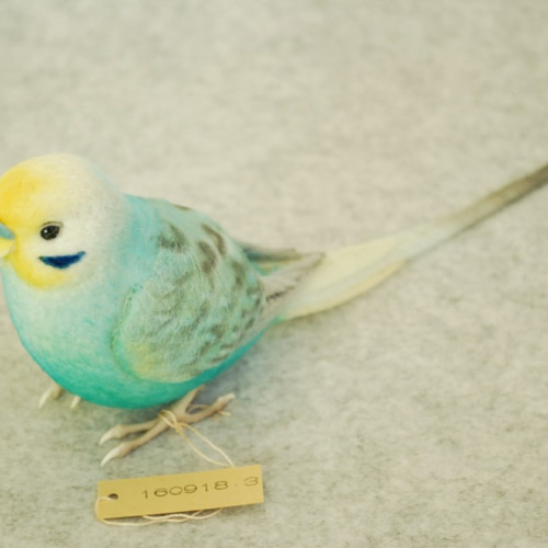せきせいいんこ セキセイインコ - 鳥類 - 動物 - Y!きっず図鑑
