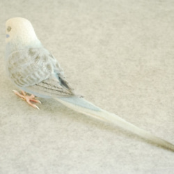 女性翼淺藍色1702062鸚鵡對 第4張的照片