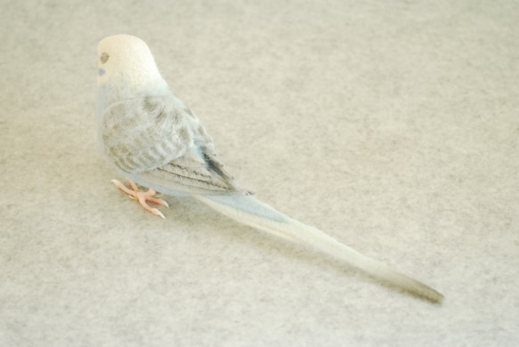 女性翼淺藍色1702062鸚鵡對 第4張的照片