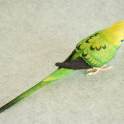 雌性Oparin Green 1702252對的虎皮鸚鵡 第3張的照片