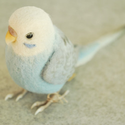虎皮鸚鵡的男性翼淺藍色1702052 第2張的照片