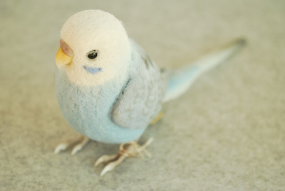 虎皮鸚鵡的男性翼淺藍色1702052 第2張的照片