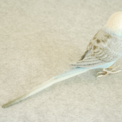 虎皮鸚鵡的男性翼淺藍色1702052 第3張的照片