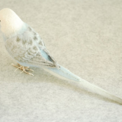 虎皮鸚鵡的男性翼淺藍色1702052 第4張的照片