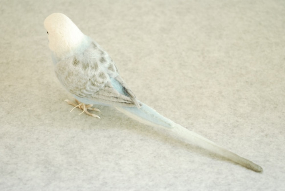 虎皮鸚鵡的男性翼淺藍色1702052 第4張的照片