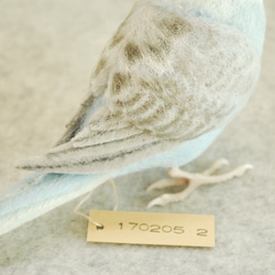 虎皮鸚鵡的男性翼淺藍色1702052 第5張的照片