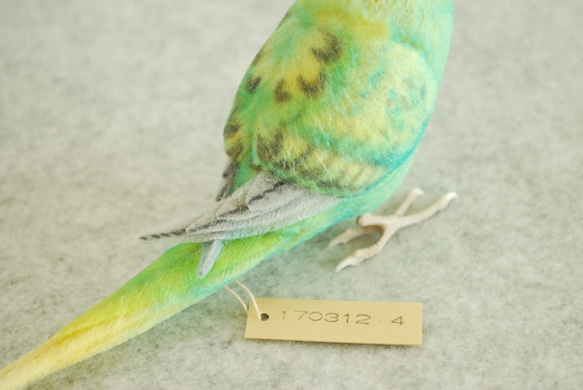 ペア用　オス　ウィング緑色　1703124　セキセイインコ 5枚目の画像