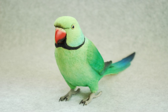 Wakake Hongsei Parakeet 1807152 第2張的照片