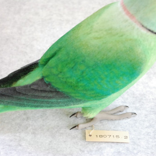 羊毛フェルト ワカケホンセイインコ ハンドメイド ストラップ
