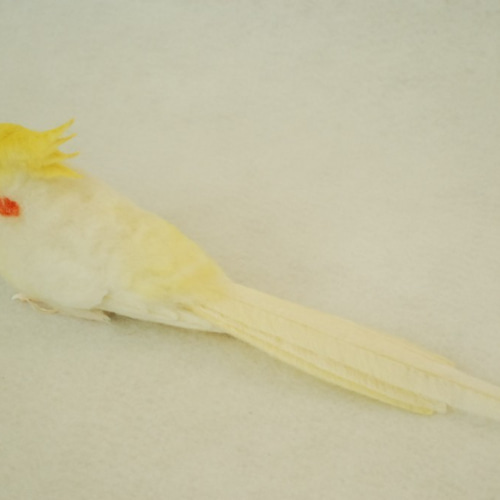 オカメインコ ルチノー 植毛仕上げ 1604052 羊毛フェルト Primary