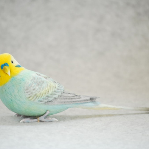 セキセイインコ レインボー エメラルド オス 1709122 羊毛フェルト